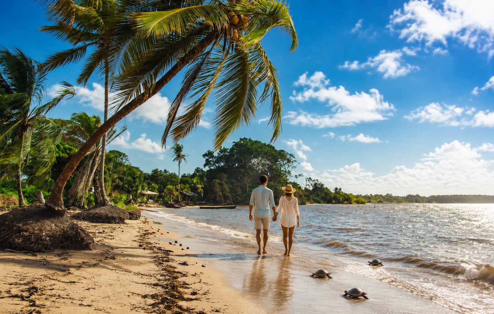 Sea turtle nesting coast at Galibi, Suriname