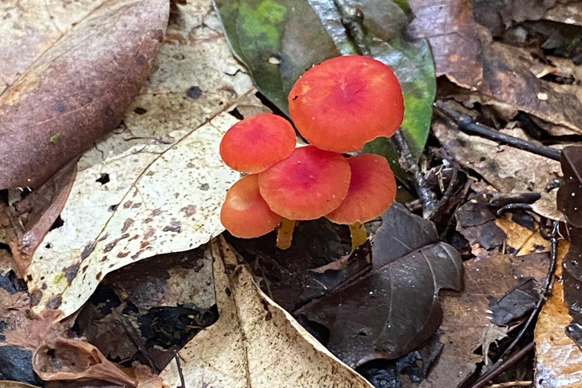 Wild Mushrooms